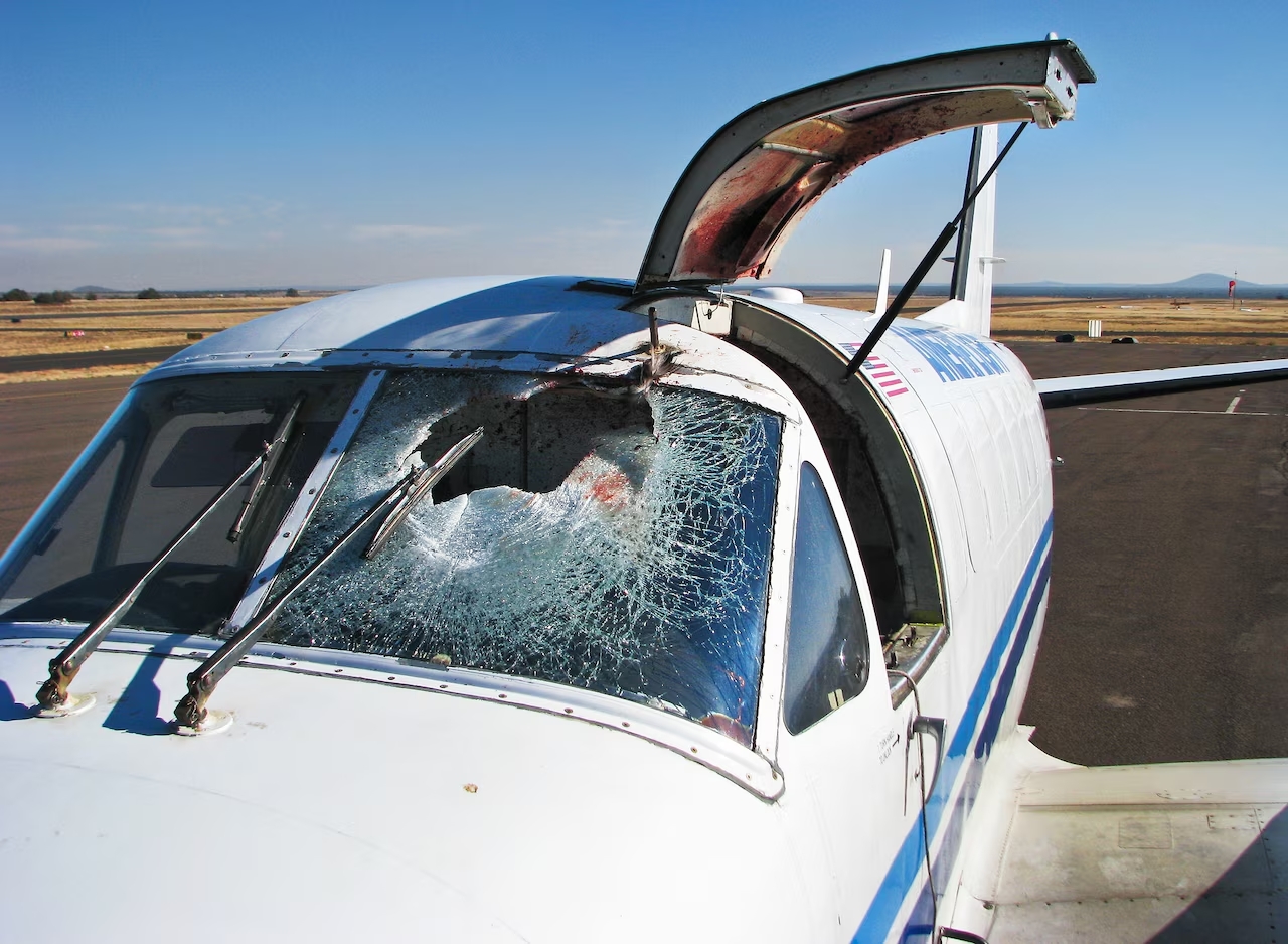 destroyed windshield after birdstrike