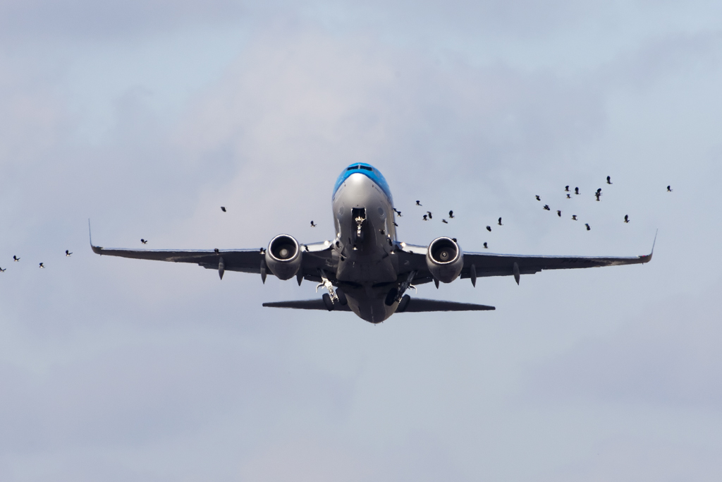 KLM B737 and birds