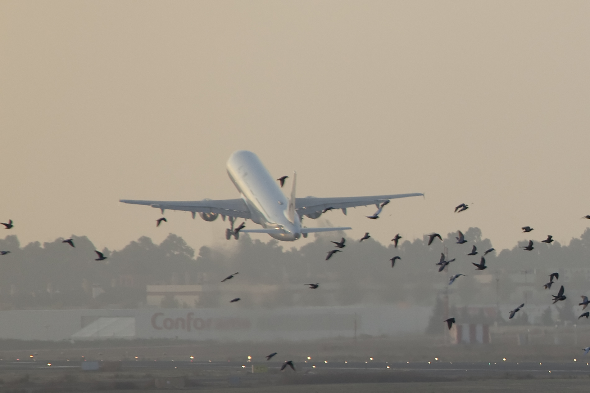 Planes and birds