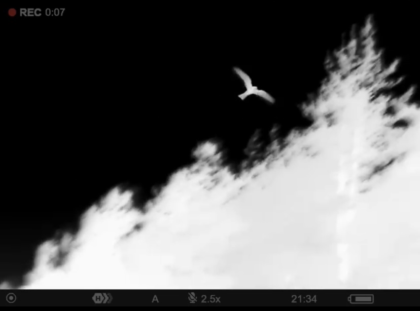 Thermal image of a Nightjar in flight