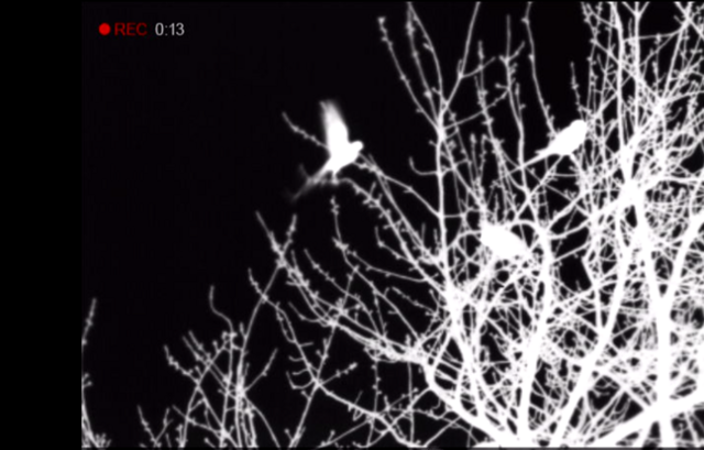 Thermal images of roosting parakeets