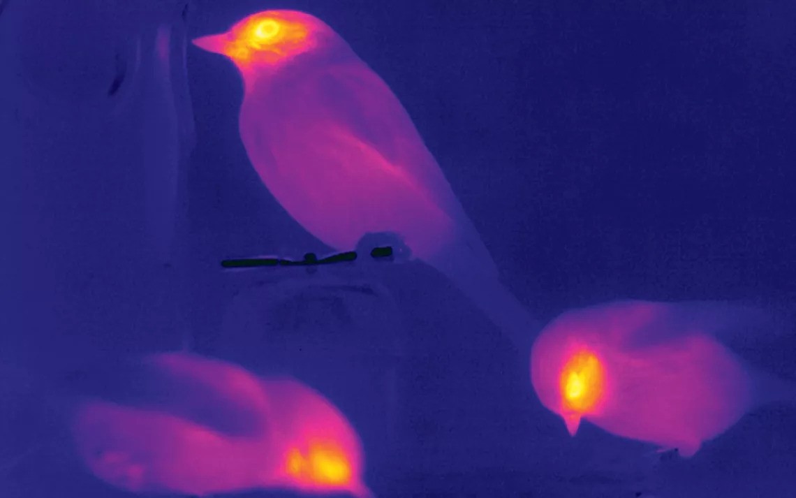 infrared image of a bird