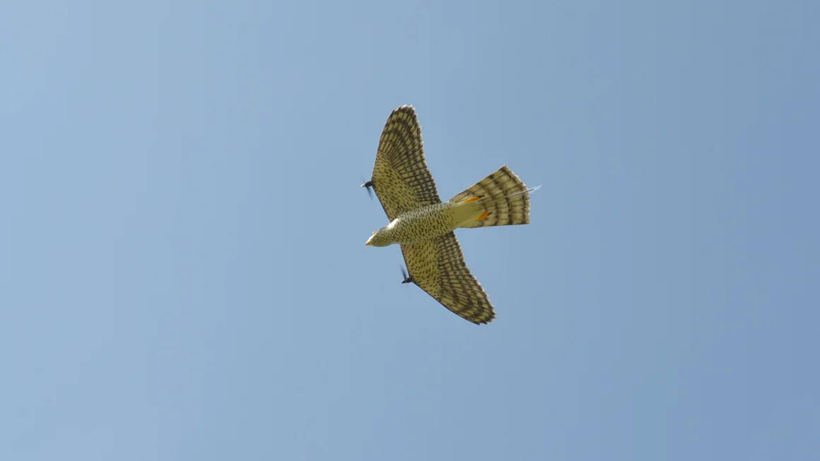 a robot falcon designed to scare away birds in airports