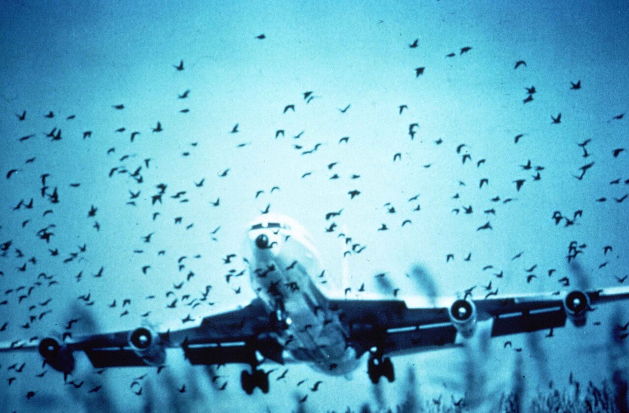 Herring gulls in jet path