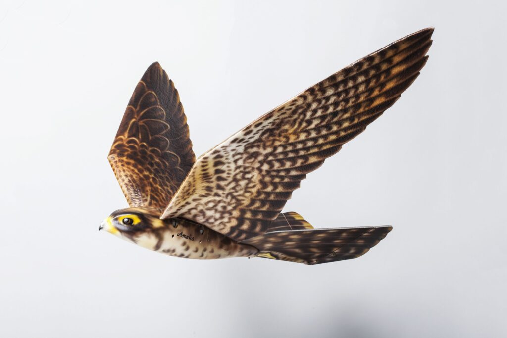 Falcon designed to defend airports against bird strikes