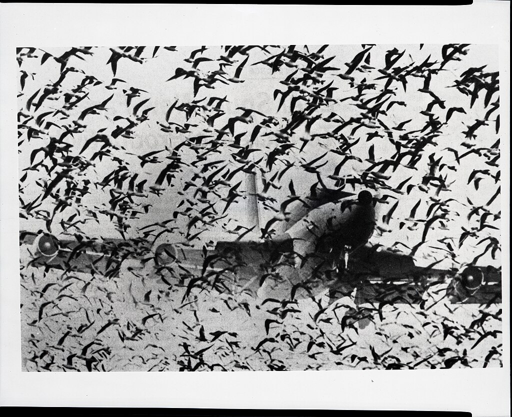 A plane flying through a flock of birds